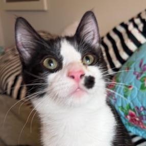 Artemis, Adoptable, Kitten Male Domestic Short Hair.