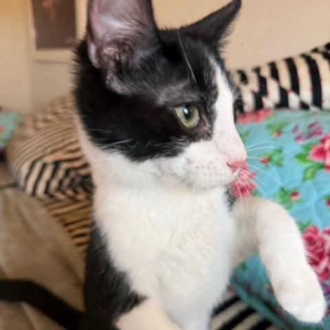 Enlarge Artemis, a Adoptable Domestic Short Hair in Houston, TX image 2/5