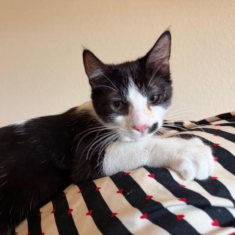 Enlarge Artemis, a Adoptable Domestic Short Hair in Houston, TX image 3/5