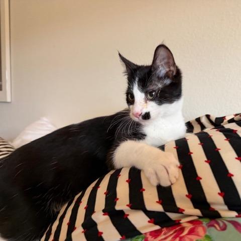 Enlarge Artemis, a Adoptable Domestic Short Hair in Houston, TX image 4/5