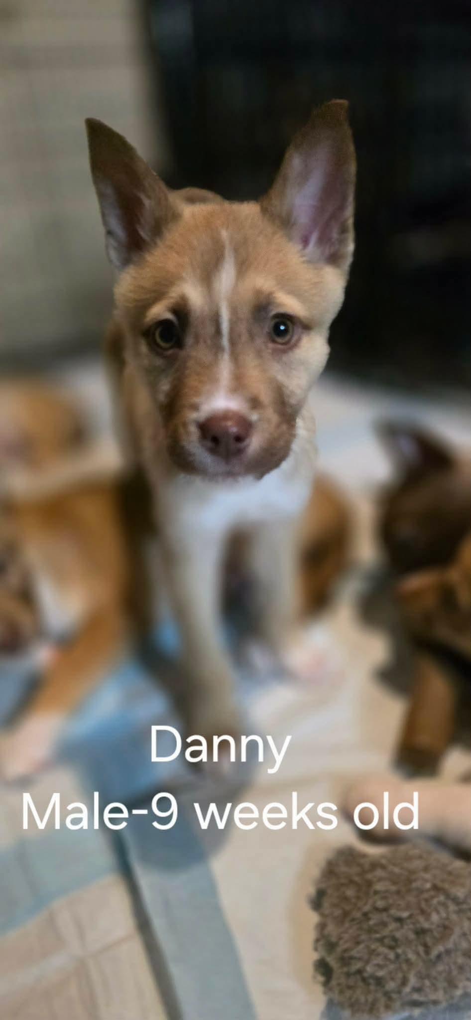 Enlarge Danny, a Adoptable Shepherd in Steeleville, IL image 1/1