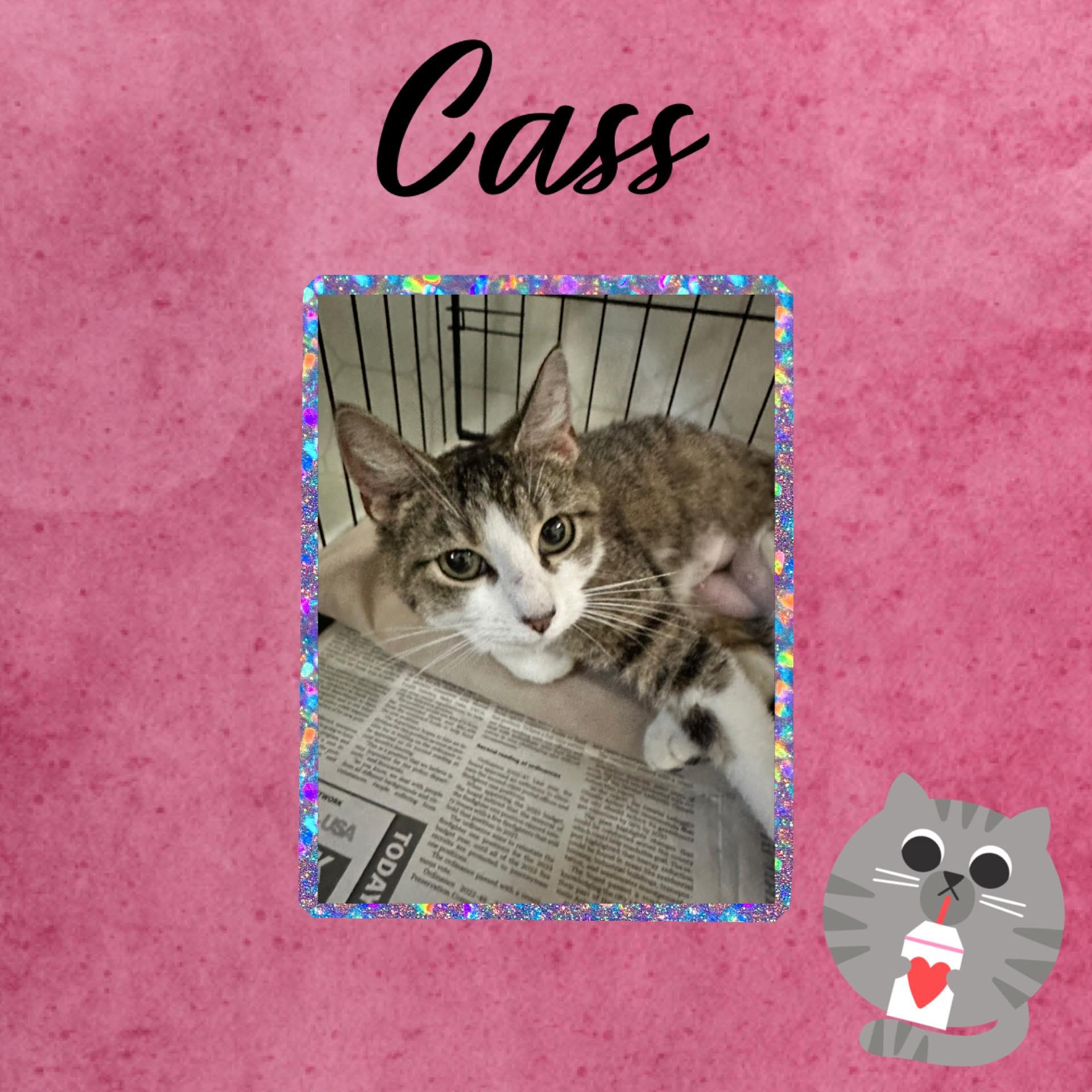 Enlarge Cass, a ADOPTABLE Domestic Short Hair in Monticello, IN image 1/1