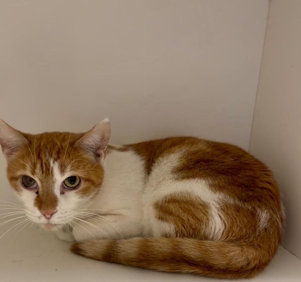 Simpson, Adoptable, Adult Male Domestic Short Hair.