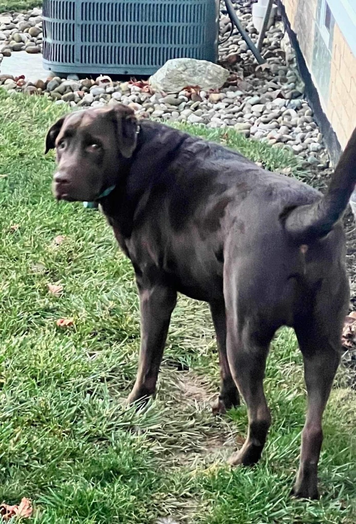 Enlarge Coco and Rocky, a Adopted Chocolate Labrador Retriever in Independence, OH image 1/6
