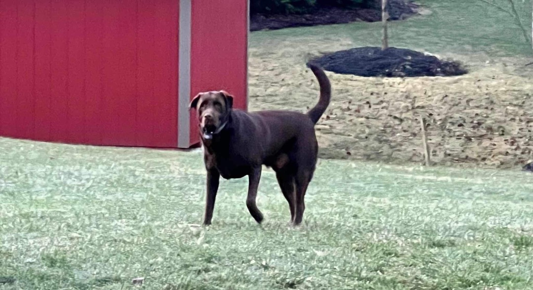 Enlarge Coco and Rocky, a Adopted Chocolate Labrador Retriever in Independence, OH image 2/6
