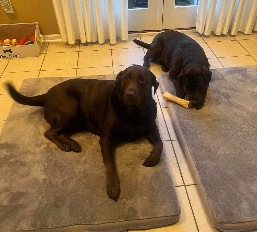 Enlarge Coco and Rocky, a Adopted Chocolate Labrador Retriever in Independence, OH image 3/6