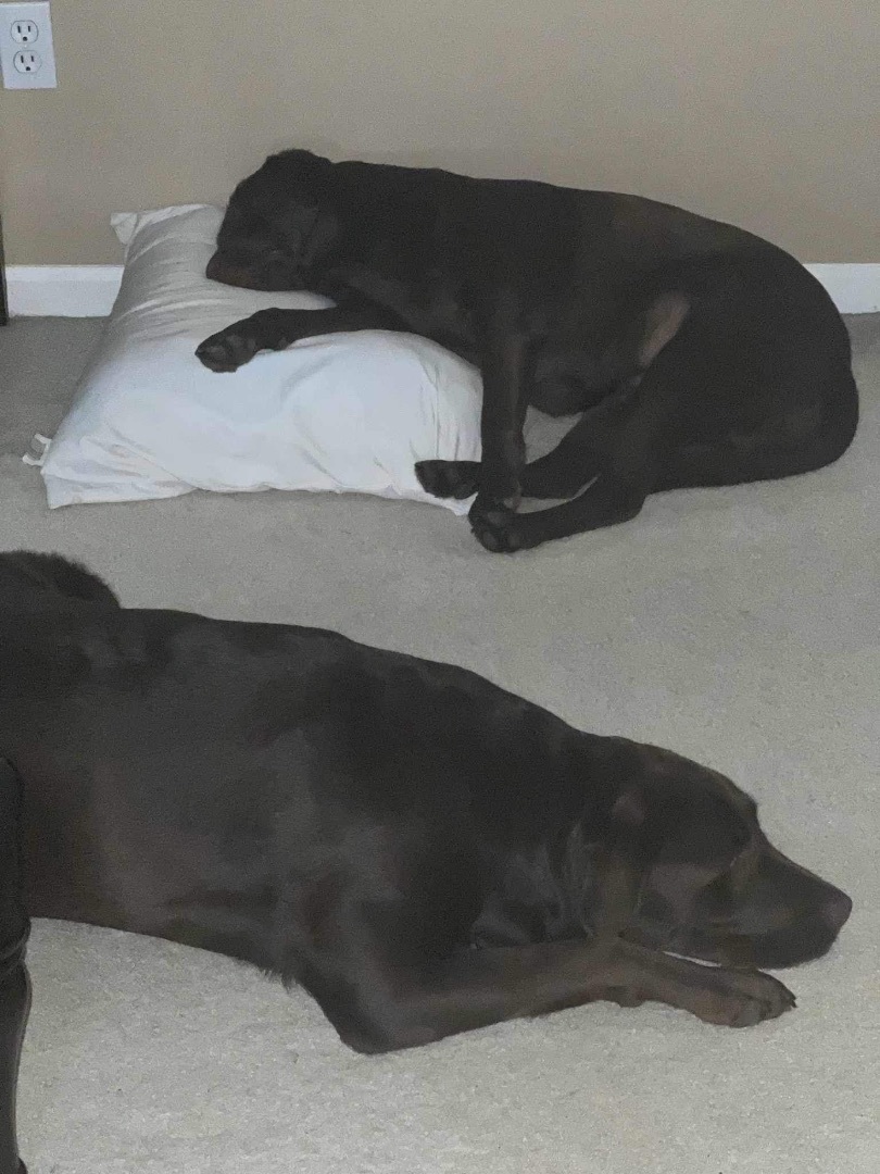Enlarge Coco and Rocky, a Adopted Chocolate Labrador Retriever in Independence, OH image 4/6