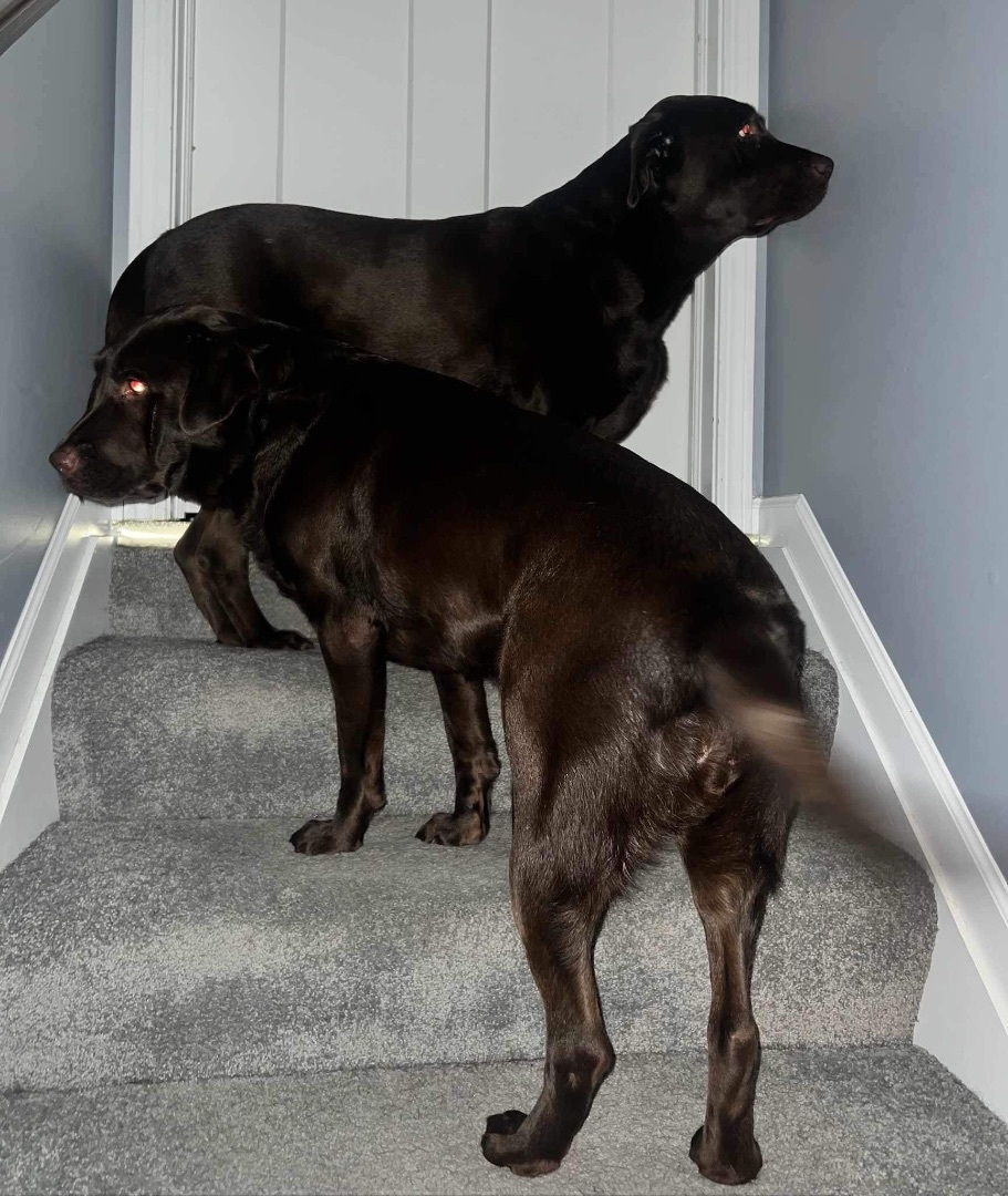 Enlarge Coco and Rocky, a Adopted Chocolate Labrador Retriever in Independence, OH image 5/6