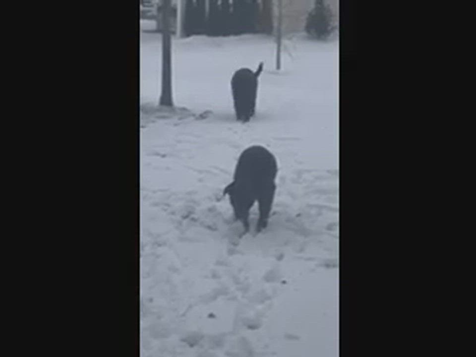 Enlarge Coco and Rocky, a Adopted Chocolate Labrador Retriever in Independence, OH video 6/6