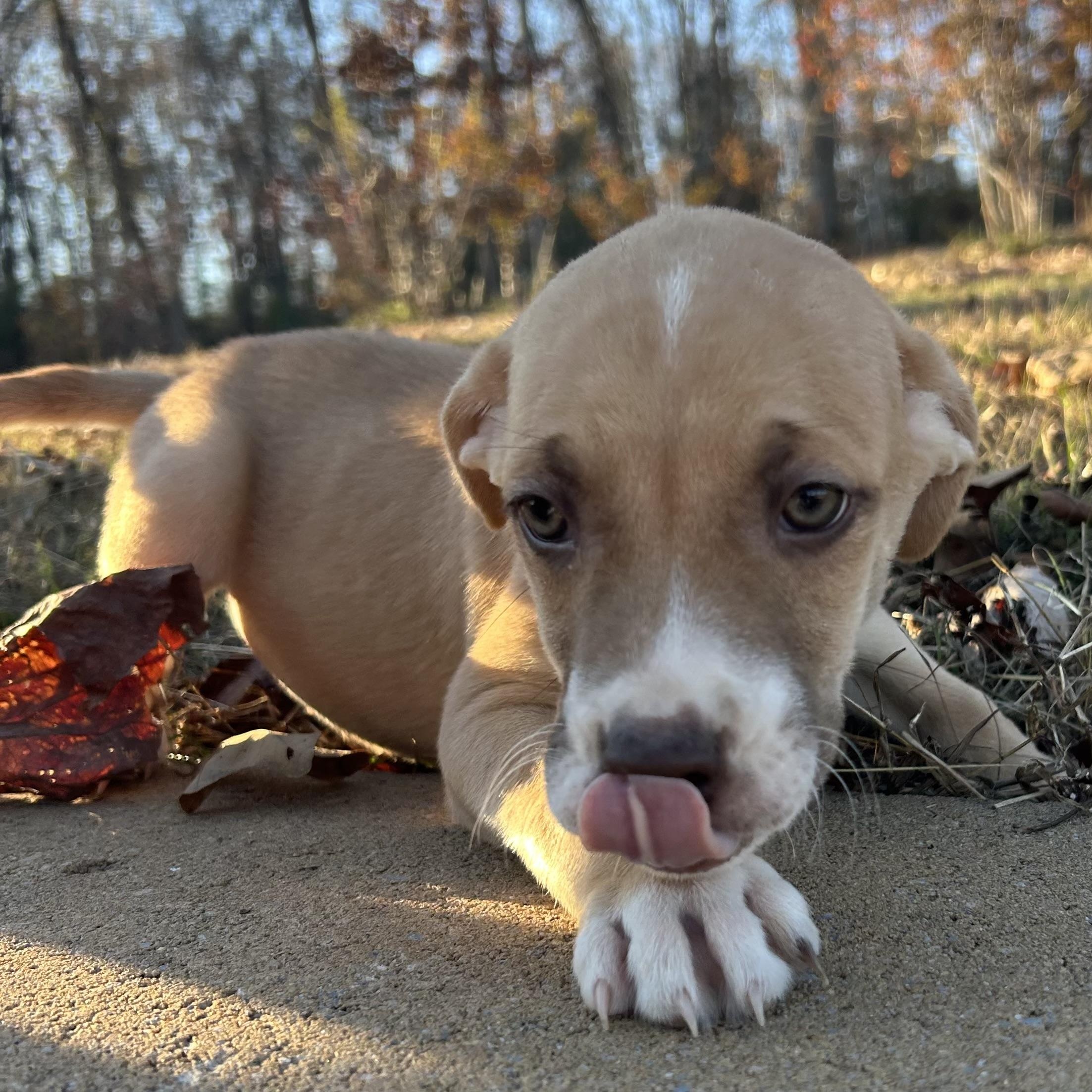 Enlarge TomTom, a Adoptable mixed breed in Hartford, CT image 5/6