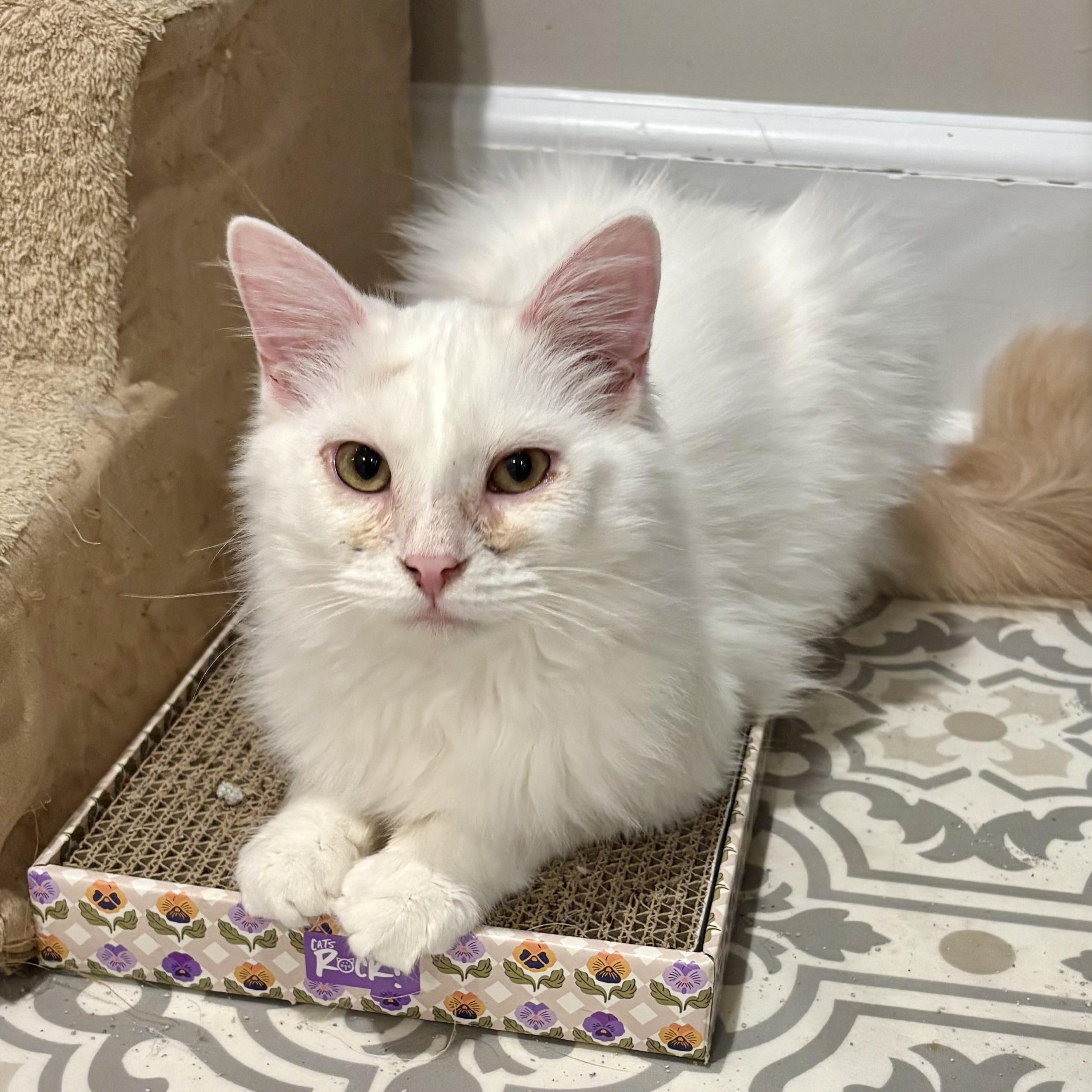 Enlarge Ricky, an adopted Domestic Long Hair in East Amherst, NY image 4/6