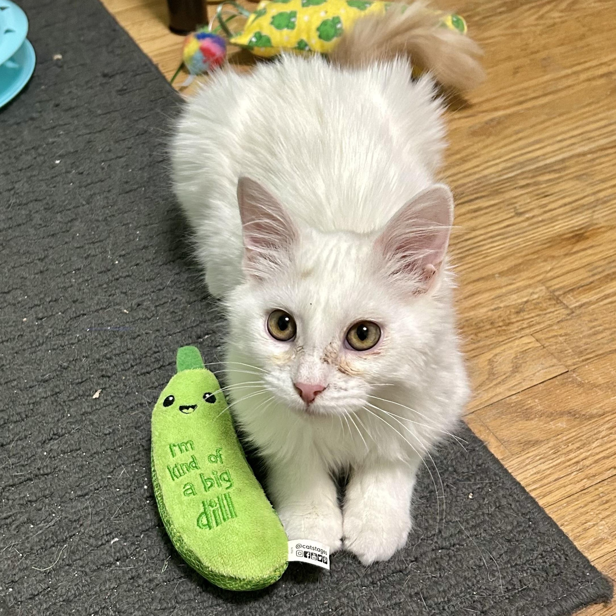 Enlarge Ricky, an adopted Domestic Long Hair in East Amherst, NY image 2/6