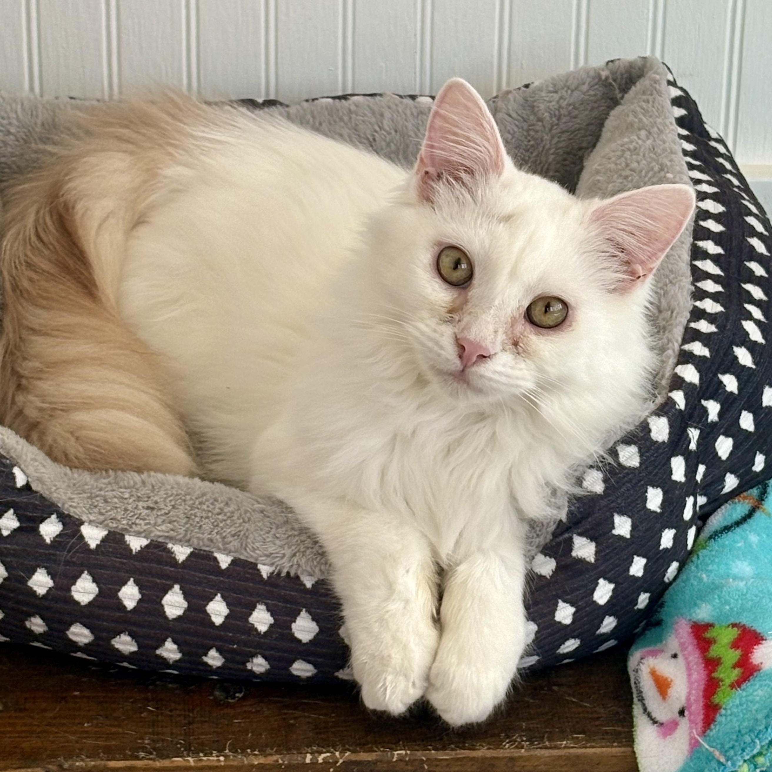 Ricky, adopted, Kitten Male Domestic Long Hair.