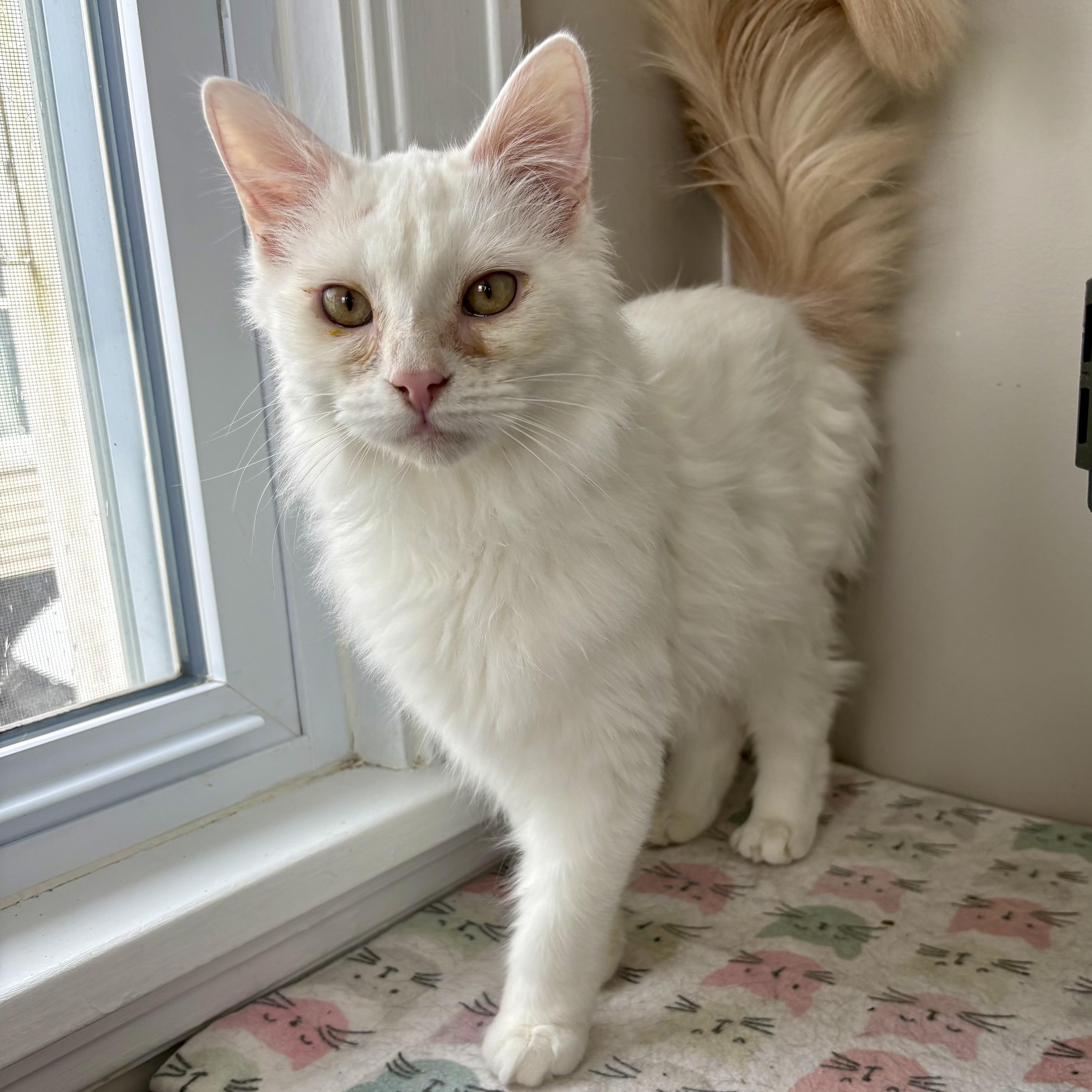 Enlarge Ricky, an adopted Domestic Long Hair in East Amherst, NY image 5/6