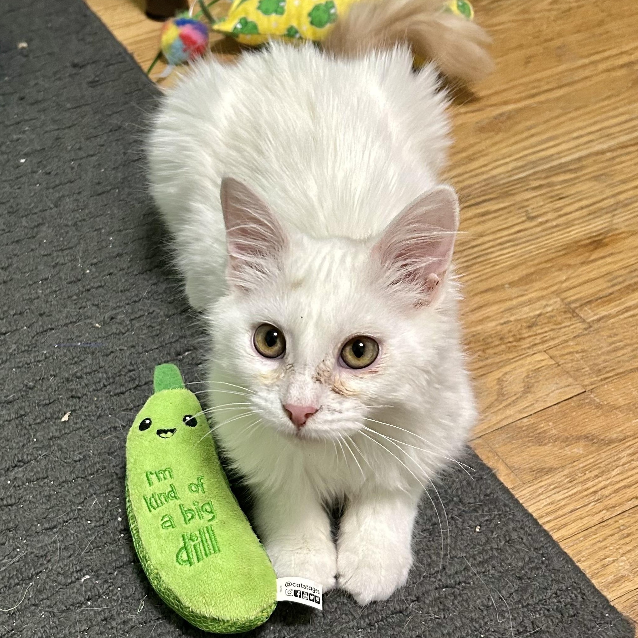 Ricky, ADOPTABLE, Kitten Male Domestic Long Hair.