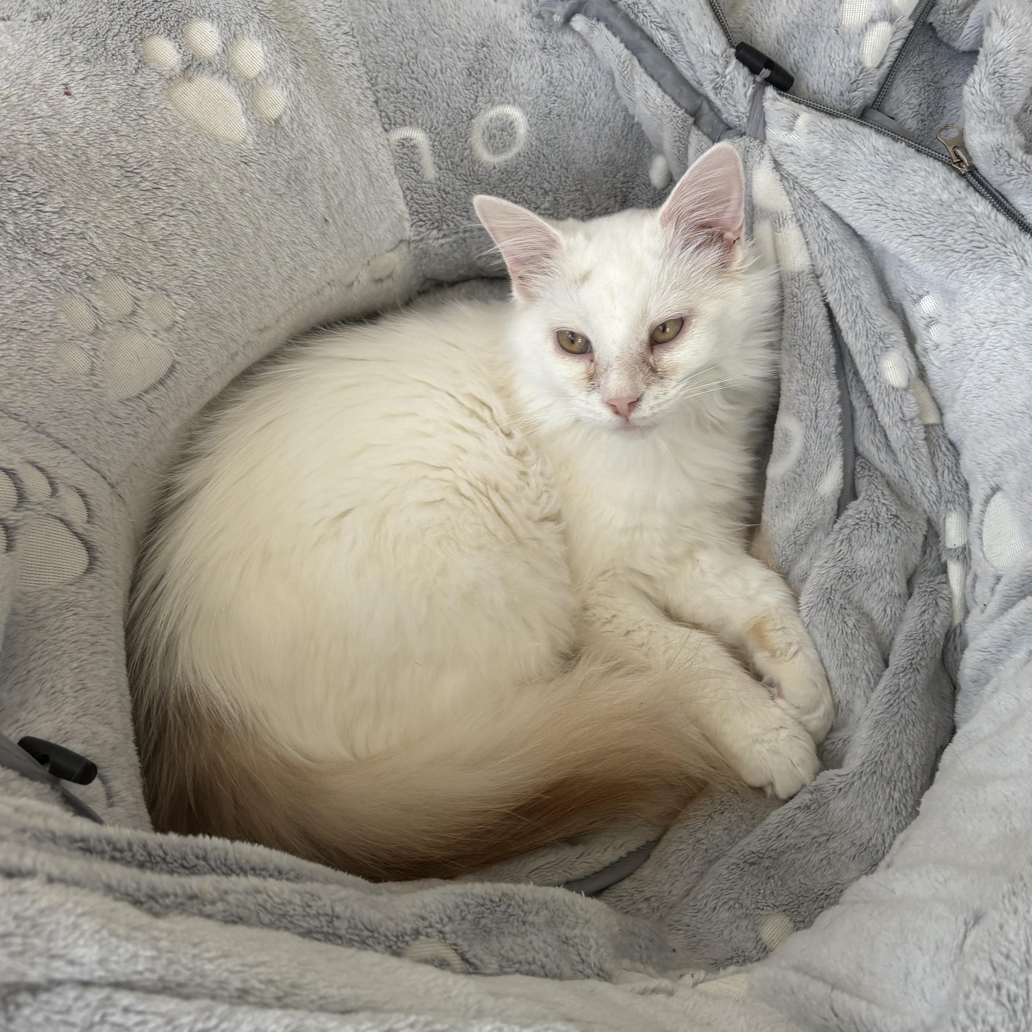 Enlarge Ricky, an adopted Domestic Long Hair in East Amherst, NY image 6/6