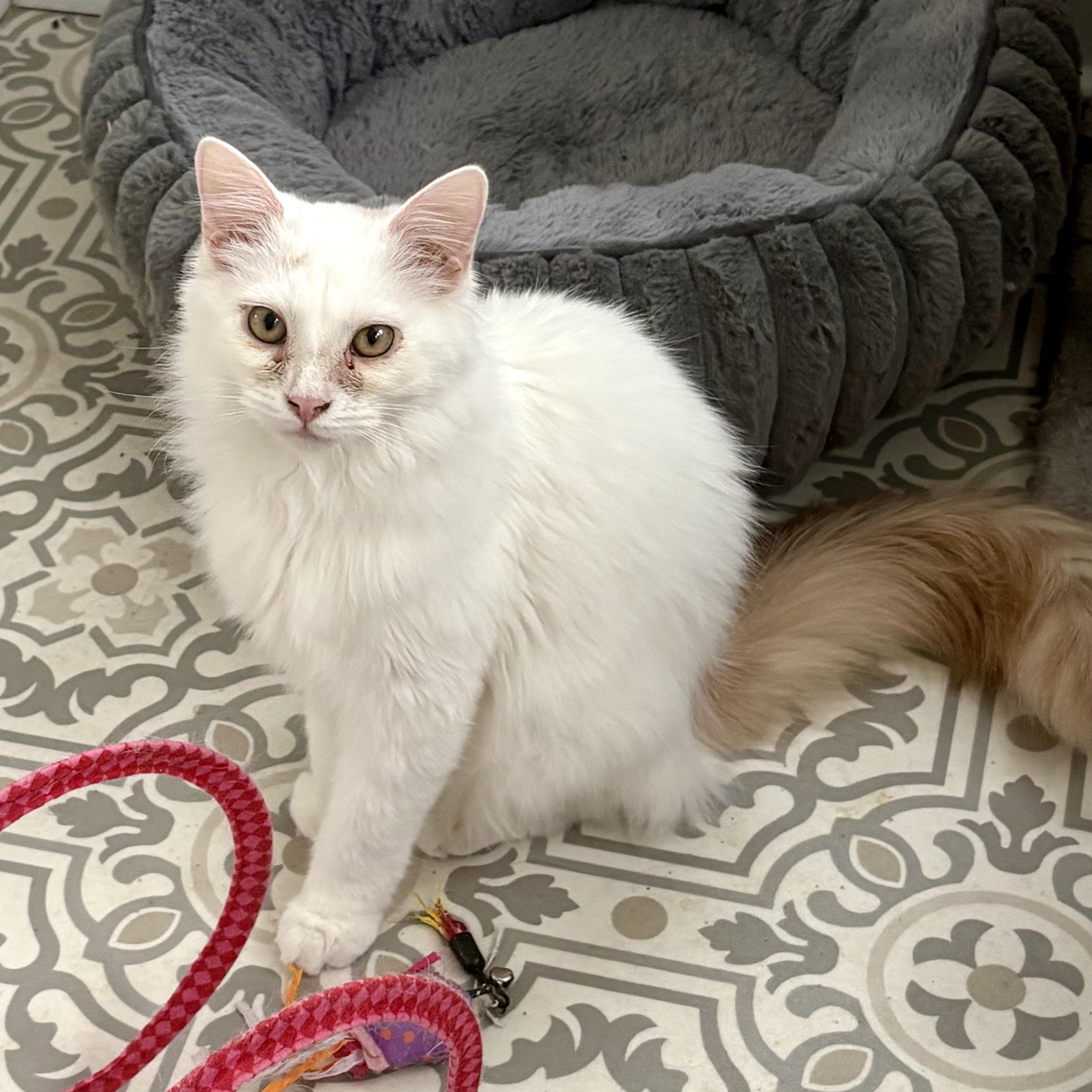 Enlarge Ricky, an adopted Domestic Long Hair in East Amherst, NY image 3/6