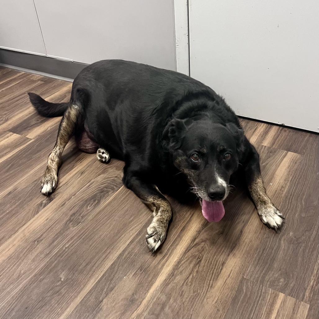 Harley, Adoptable, Senior Female Mixed Breed.