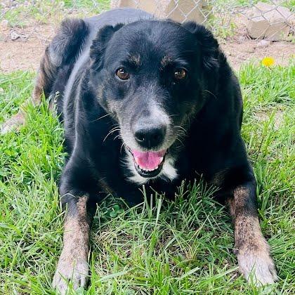 Enlarge Harley, a Adoptable Mixed Breed in Jeffersonville, IN image 2/5
