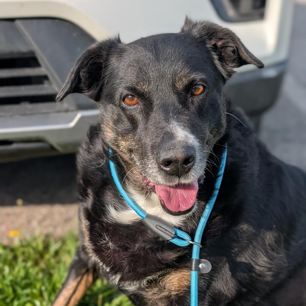 Harley, Adoptable, Senior Female Mixed Breed.