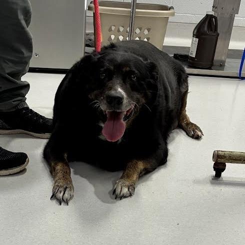 Enlarge Harley, a Adoptable Mixed Breed in Jeffersonville, IN image 1/2