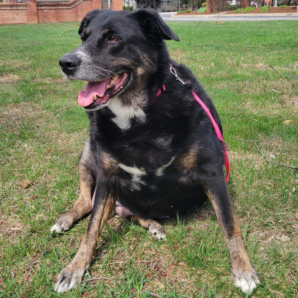 Enlarge Harley, a Adoptable Mixed Breed in Jeffersonville, IN image 2/2