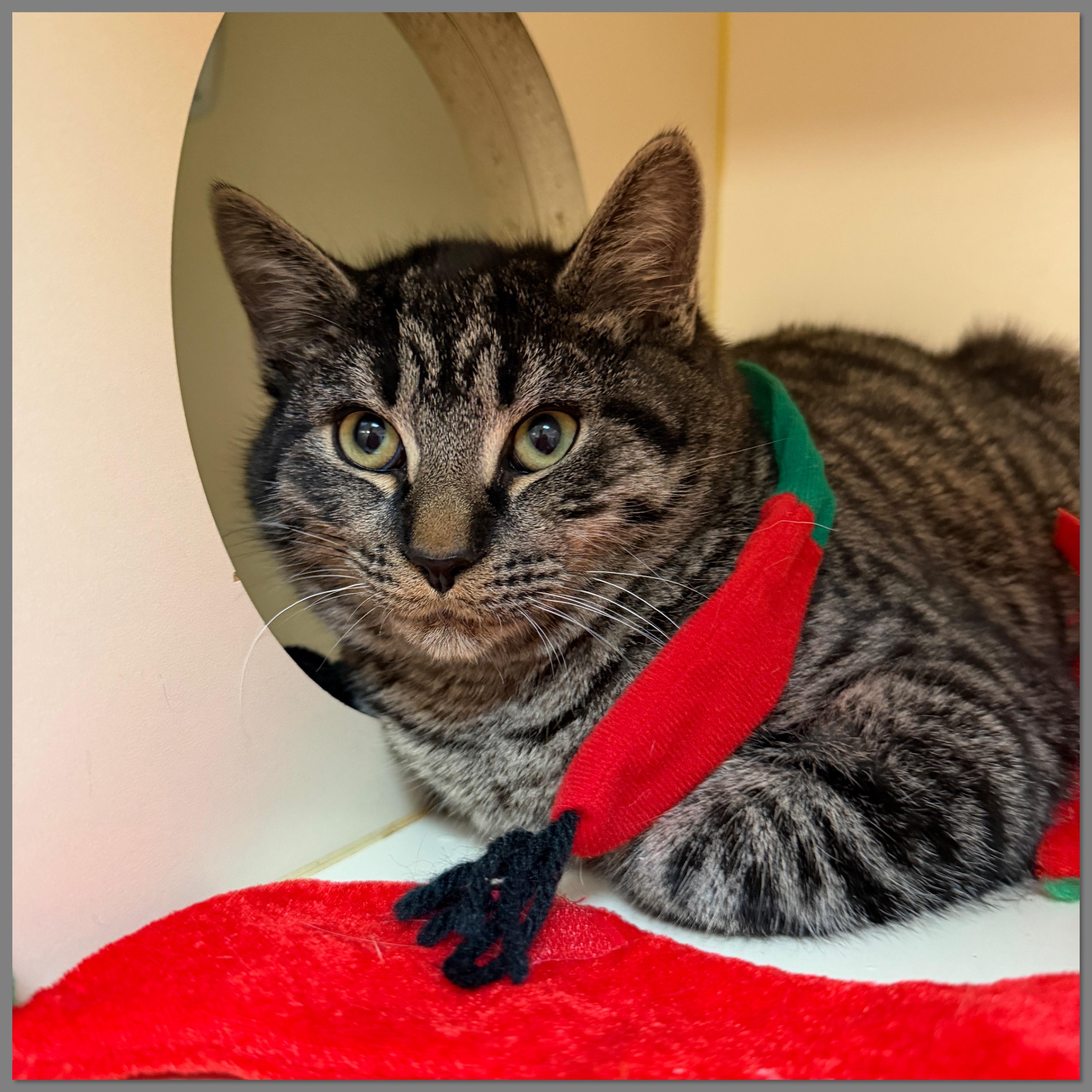 Leek, Adoptable, Kitten Male Domestic Short Hair.