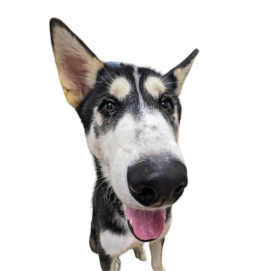 Gonzo, Adult Male Husky