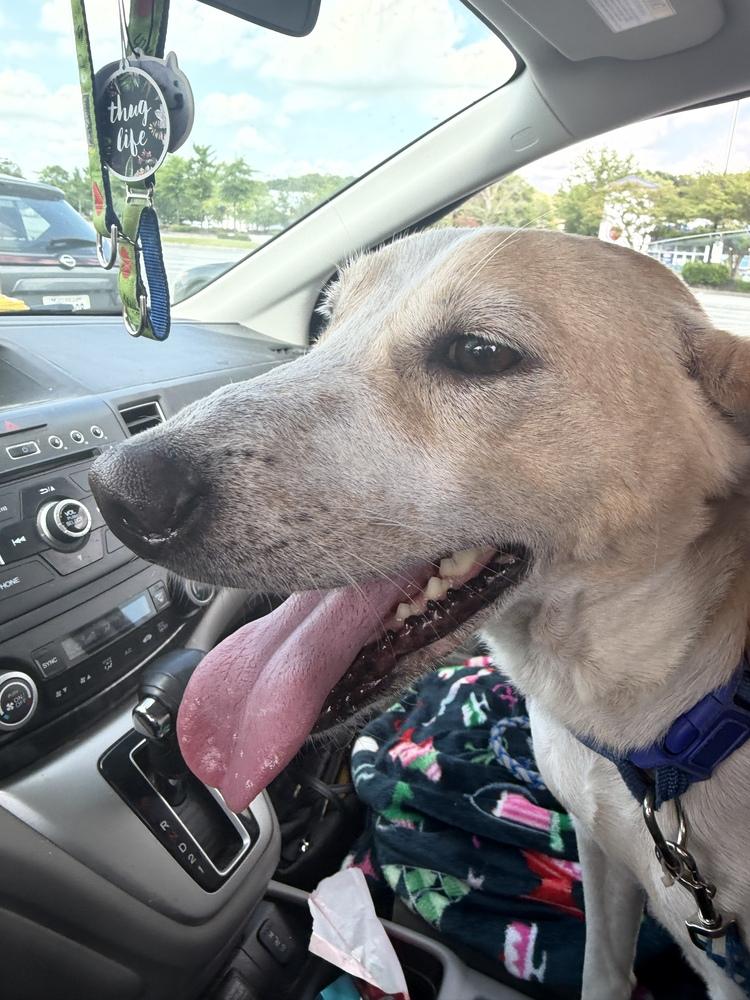 Lucky, Adoptable, Adult Male Rat Terrier & Labrador Retriever.