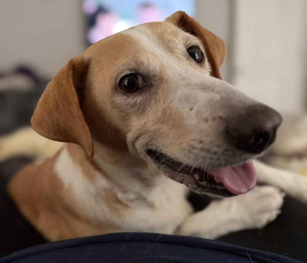 Lucky, Adoptable, Adult Male Rat Terrier & Labrador Retriever.