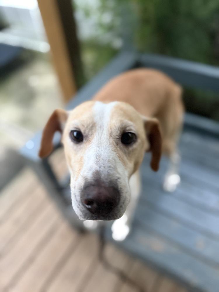 Enlarge Lucky, a Adoptable mixed breed in Newnan, GA image 3/6