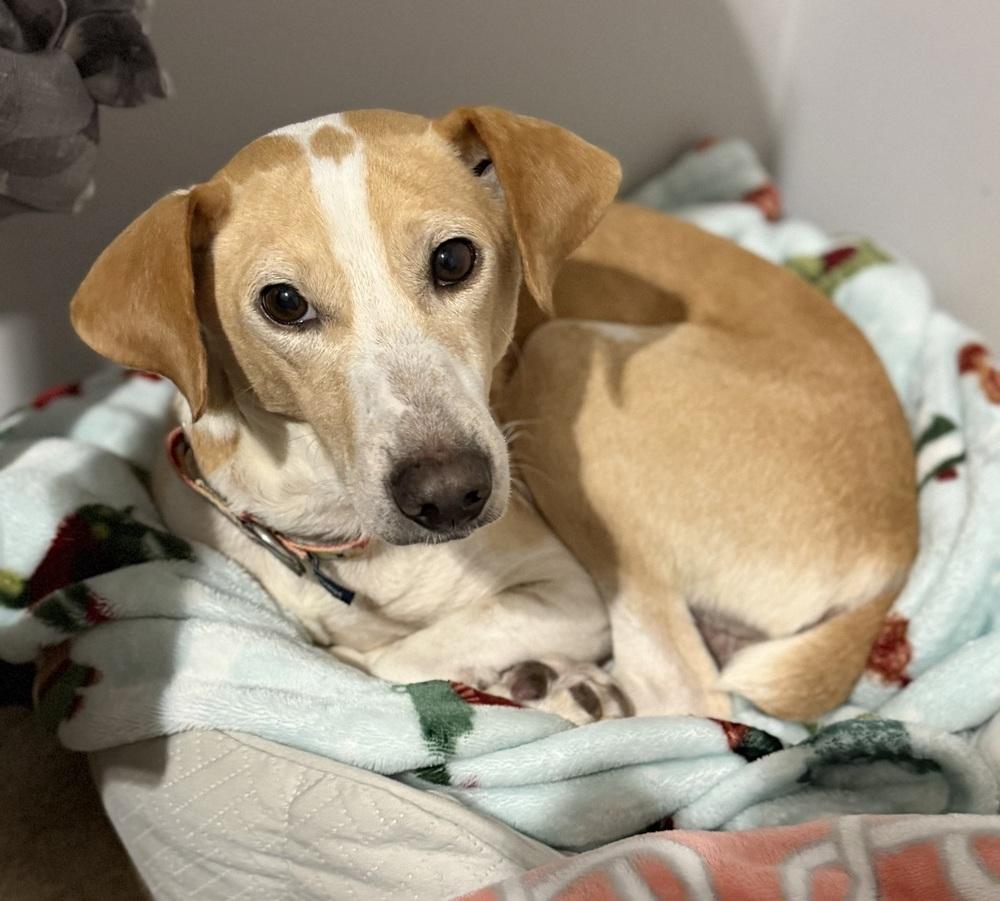 Enlarge Lucky, a Adoptable mixed breed in Newnan, GA image 3/6