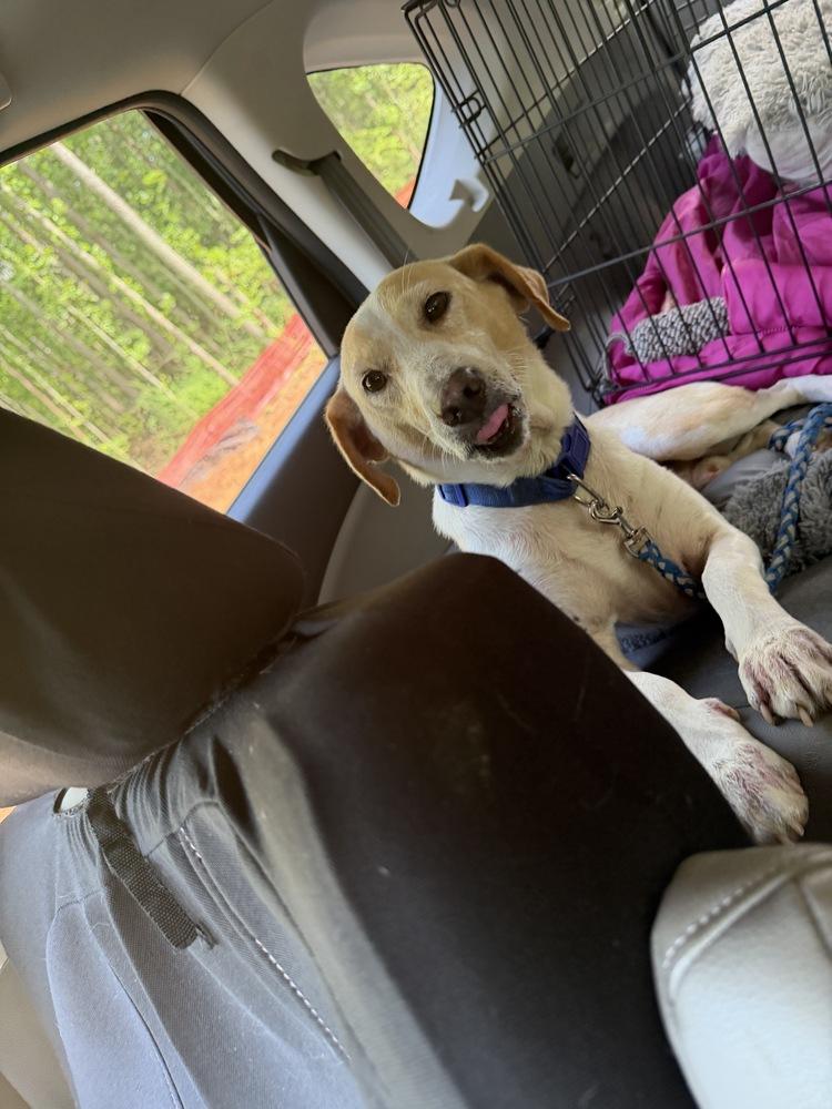 Enlarge Lucky, a Adoptable mixed breed in Newnan, GA image 5/6