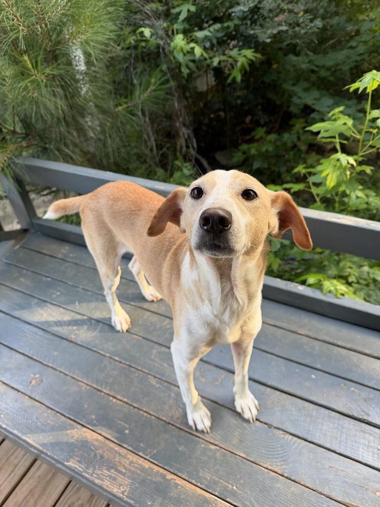 Enlarge Lucky, a Adoptable mixed breed in Newnan, GA image 5/6
