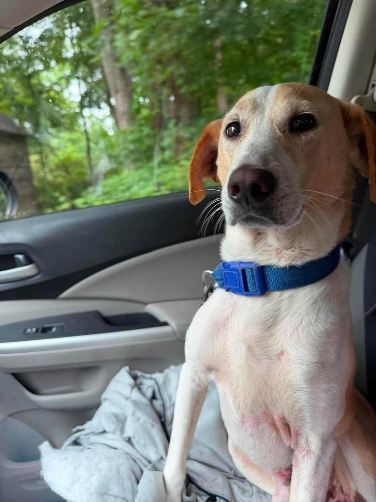 Enlarge Lucky, a Adoptable mixed breed in Newnan, GA image 6/6