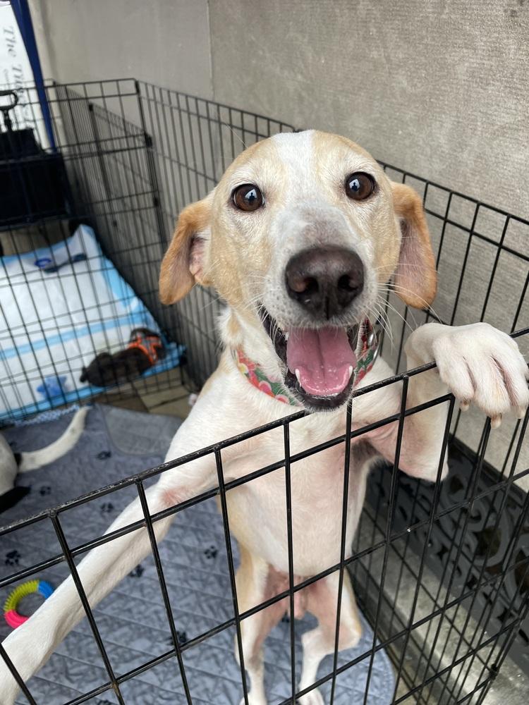 Enlarge Lucky, a Adoptable mixed breed in Newnan, GA image 6/6