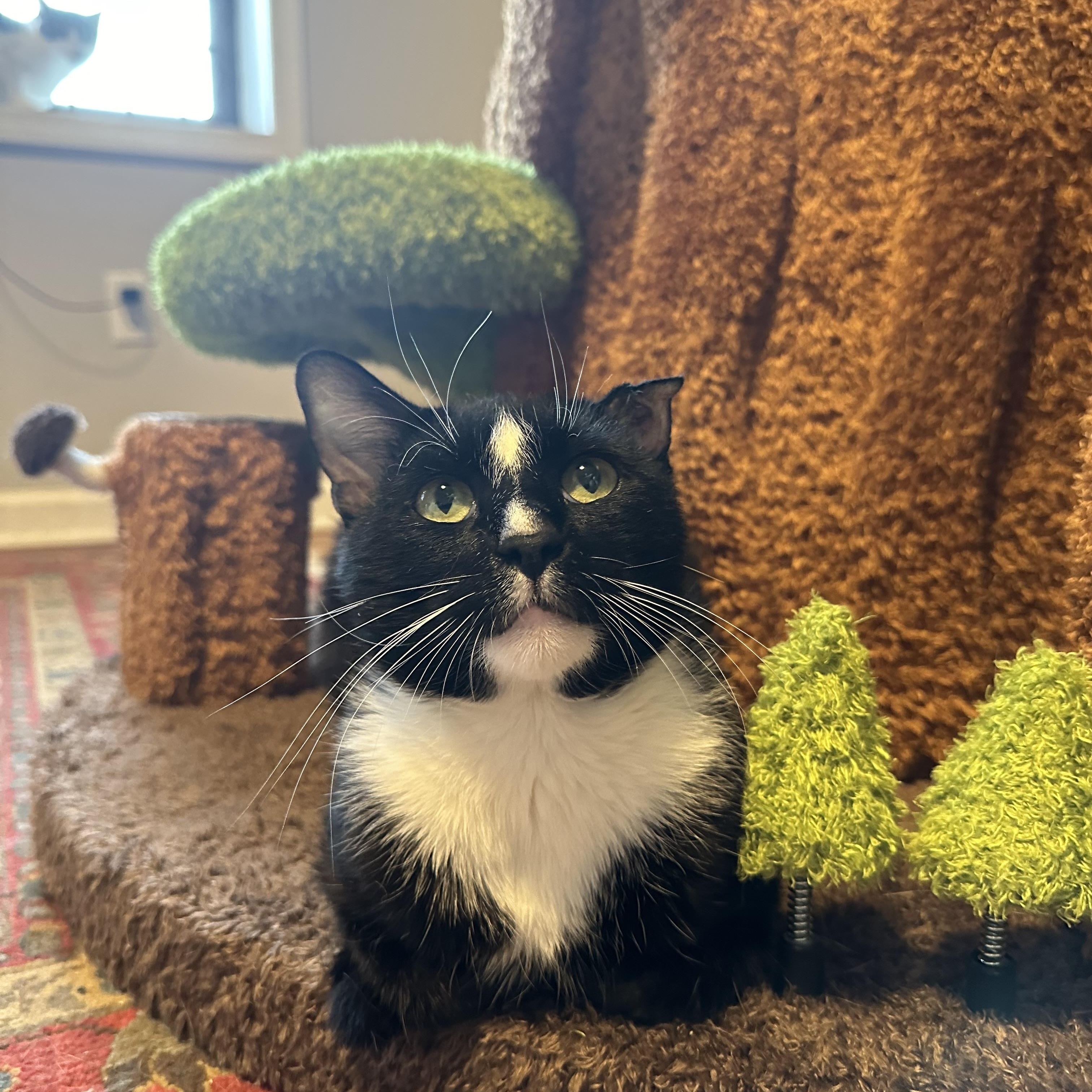 Enlarge Elvis, a Adoptable American Shorthair in Brooklyn, NY image 1/4