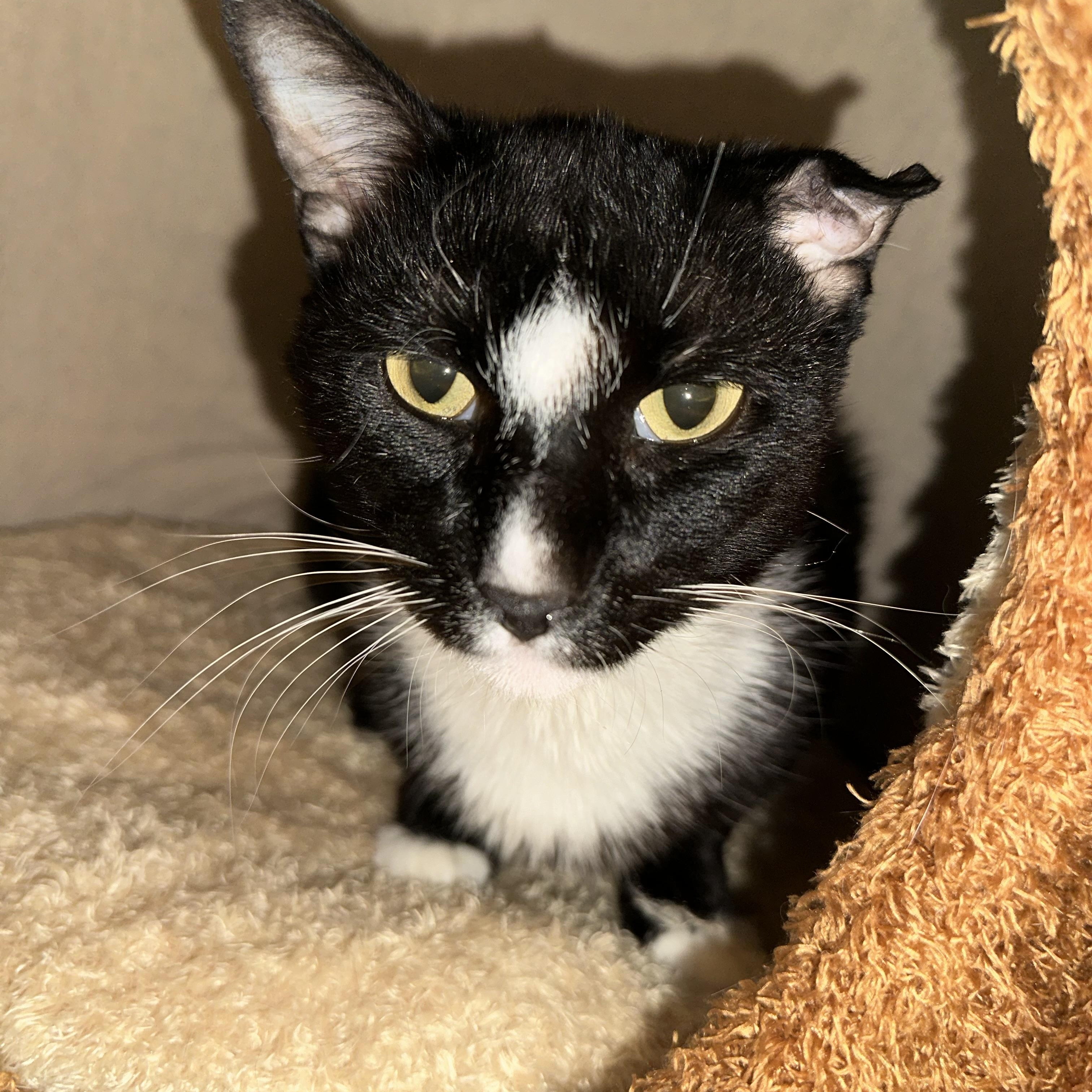 Enlarge Elvis, a Adoptable American Shorthair in Brooklyn, NY image 2/4