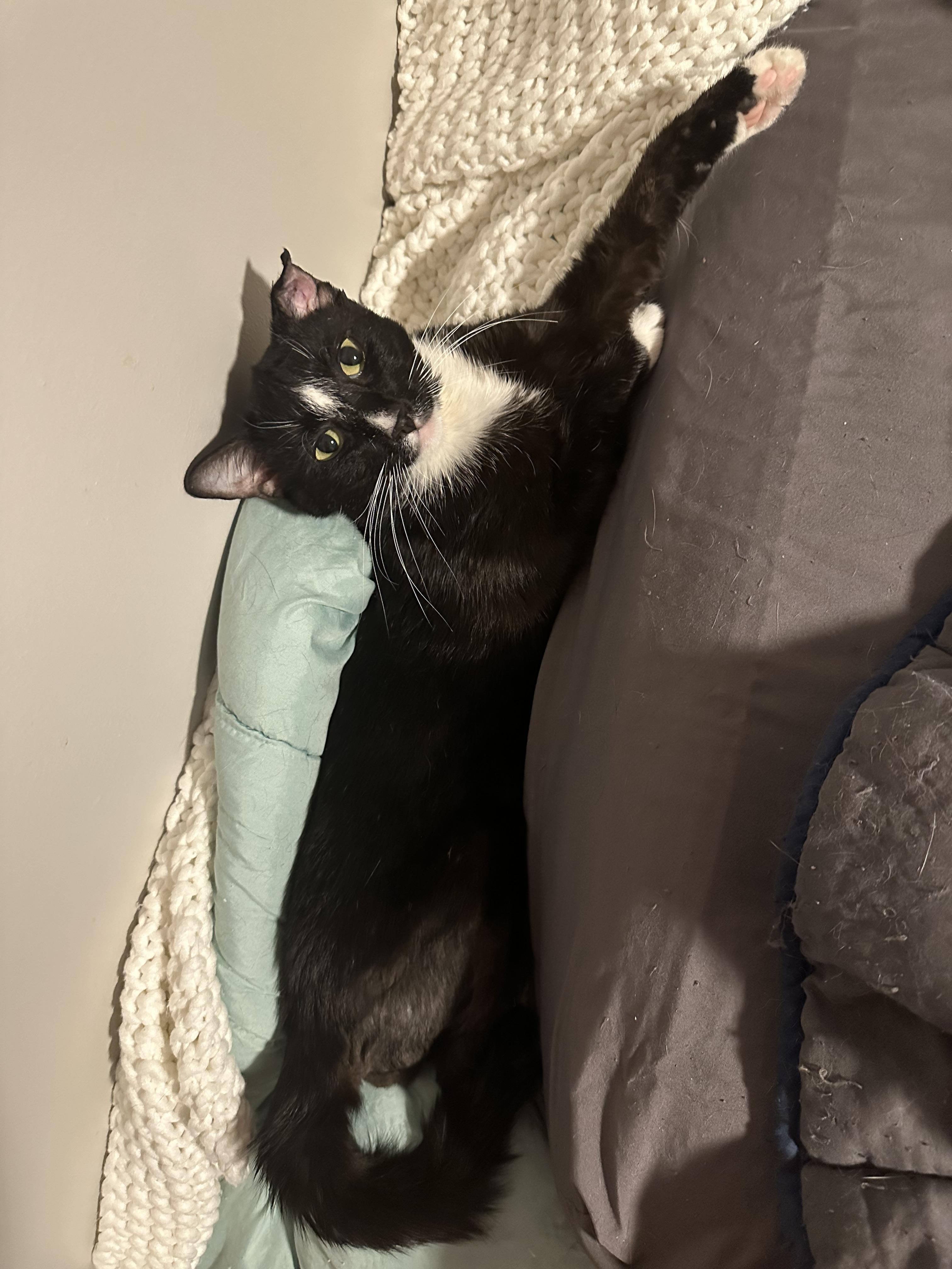 Enlarge Elvis, a Adoptable American Shorthair in Brooklyn, NY image 4/4