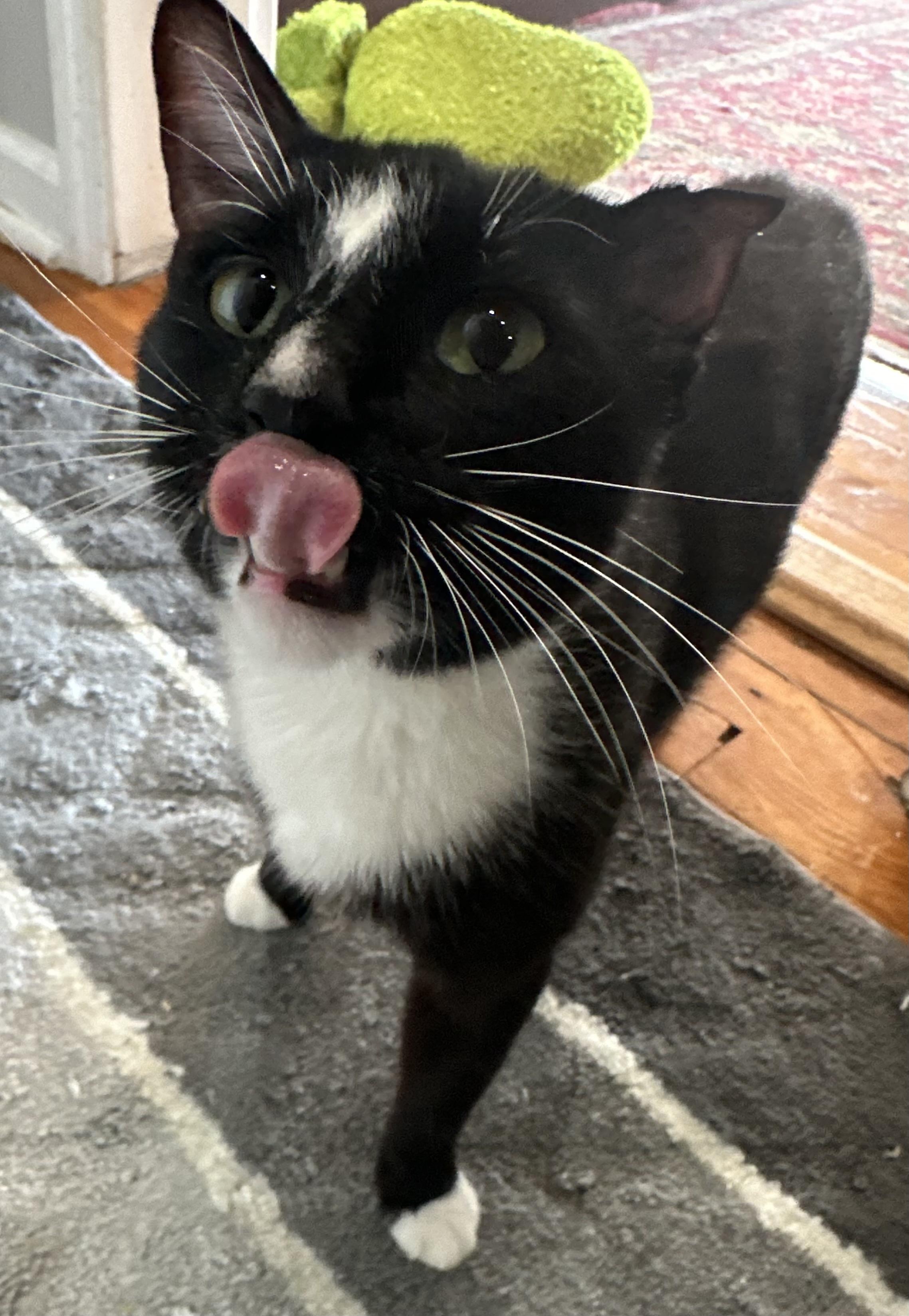 Enlarge Elvis, a Adoptable American Shorthair in Brooklyn, NY image 3/4