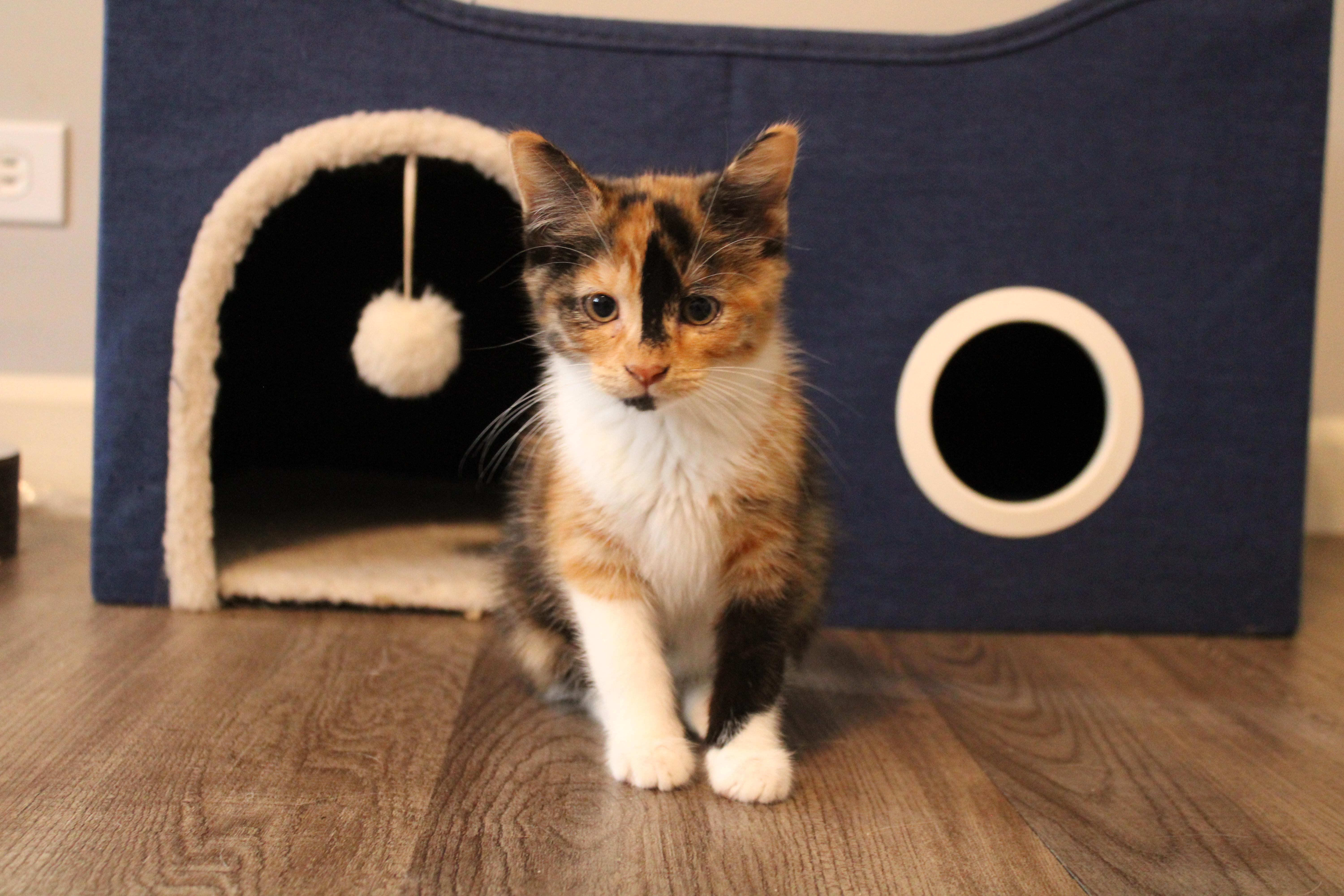 Enlarge Leola, a Adoptable Domestic Short Hair in Beulah, MI image 3/4
