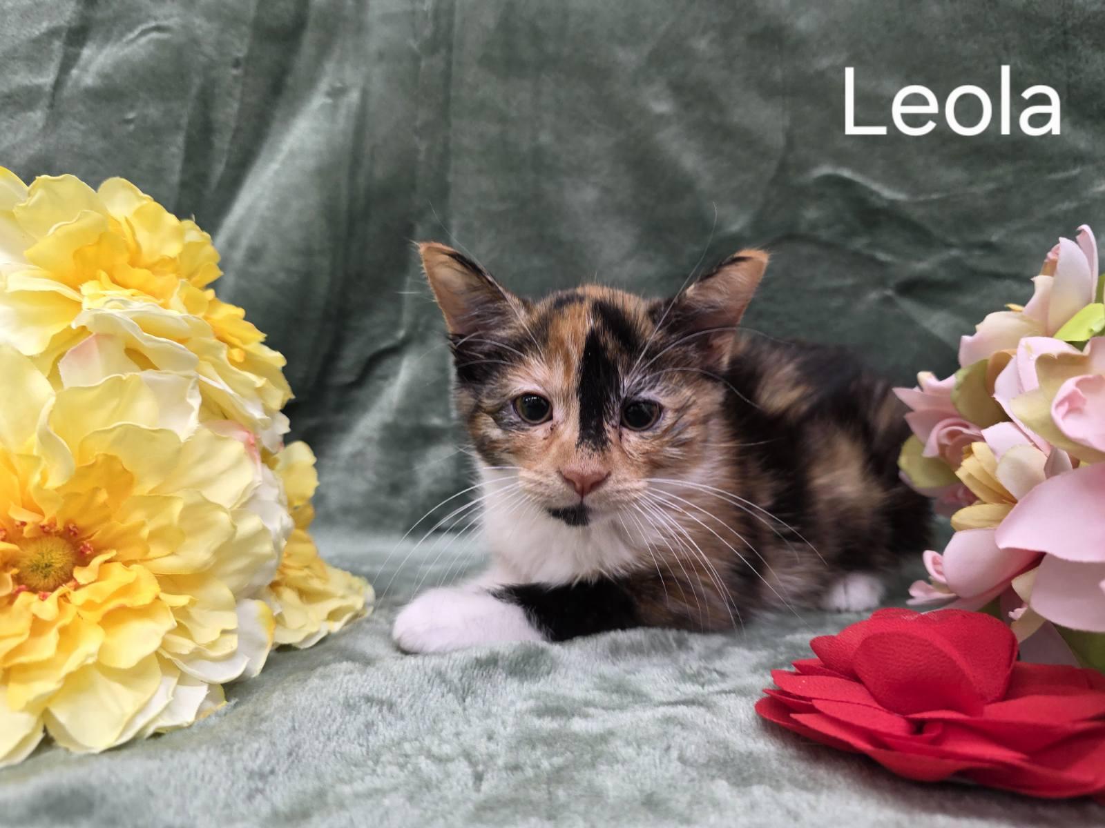 Enlarge Leola, a Adoptable Domestic Short Hair in Beulah, MI image 4/4
