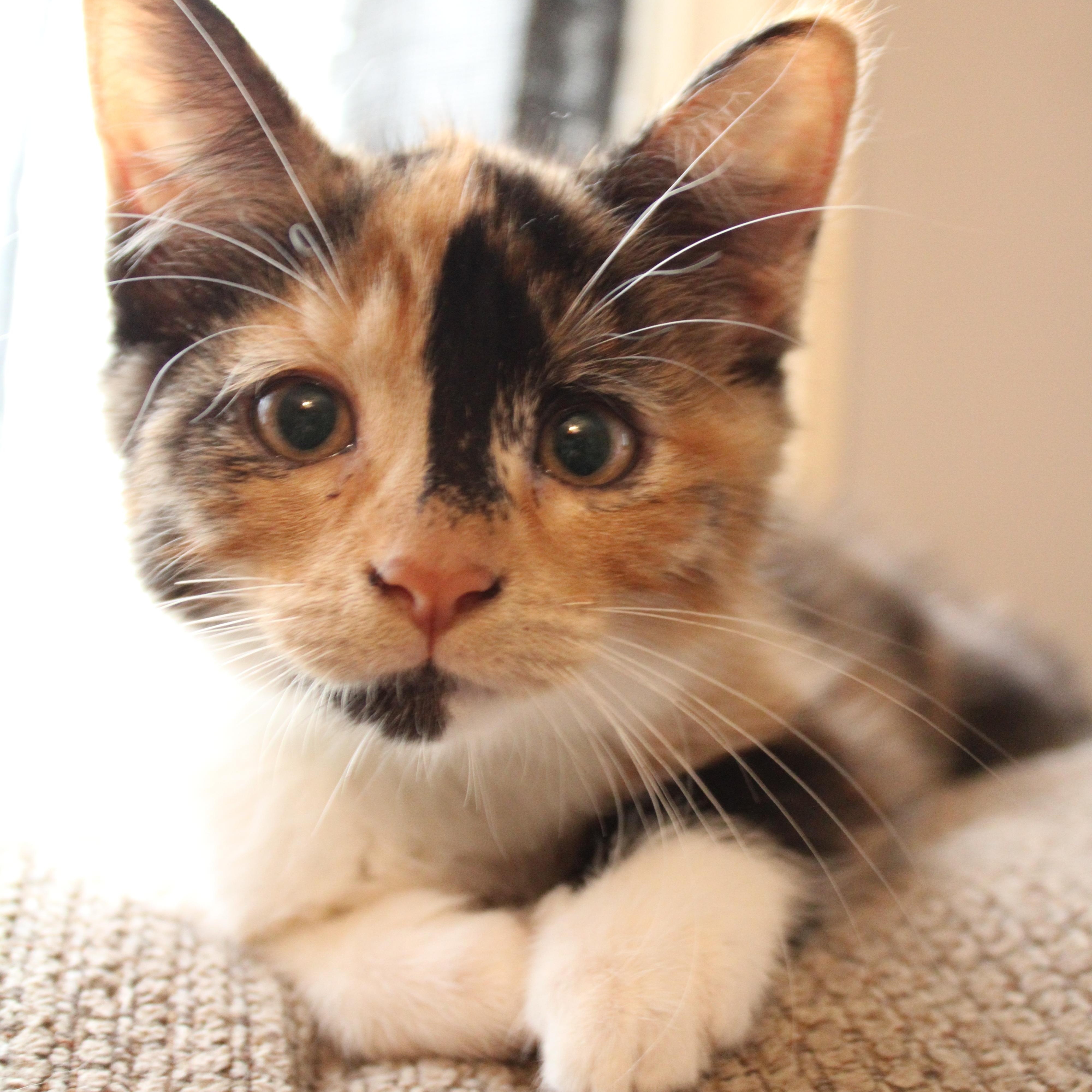 Enlarge Leola, a Adoptable Domestic Short Hair in Beulah, MI image 1/4