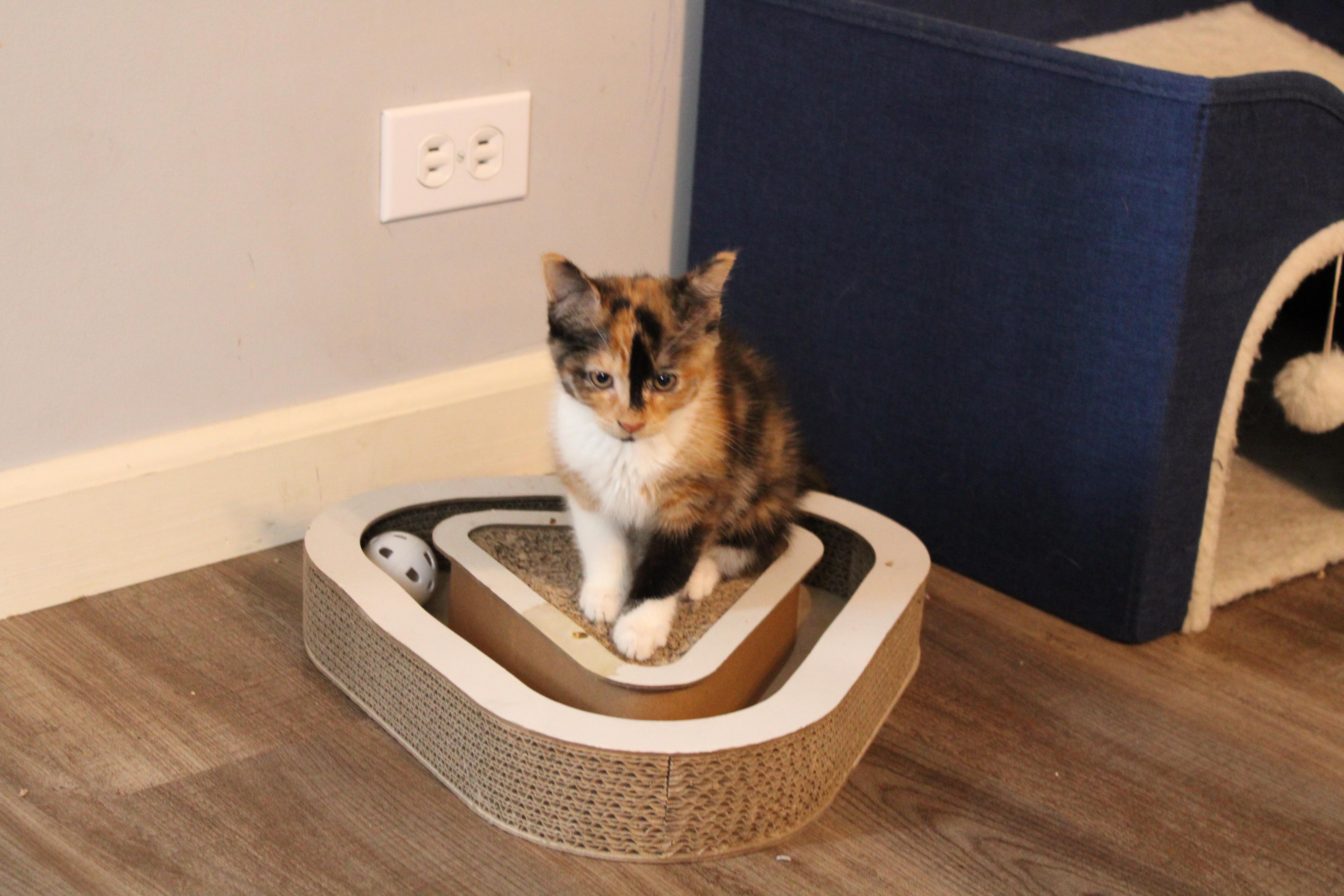 Enlarge Leola, a Adoptable Domestic Short Hair in Beulah, MI image 2/4
