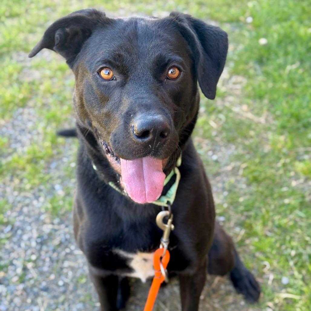 Spike, a Adoptable mixed breed in Tacoma, WA image 1/2