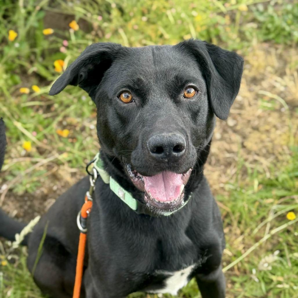 Spike, a Adoptable mixed breed in Tacoma, WA image 2/2