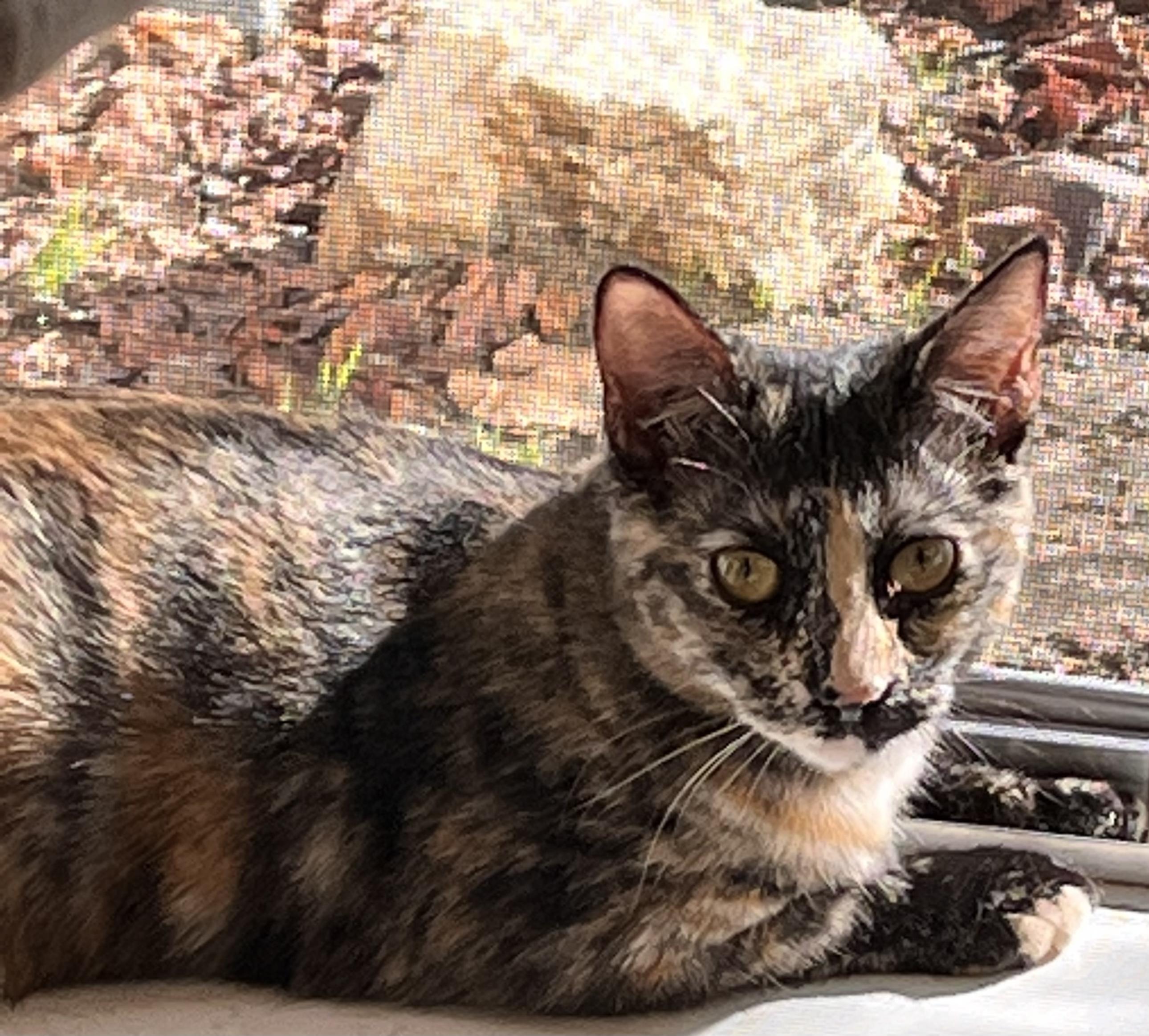 Enlarge Raksha, a Adoptable mixed breed in Moreno Valley, CA image 2/4