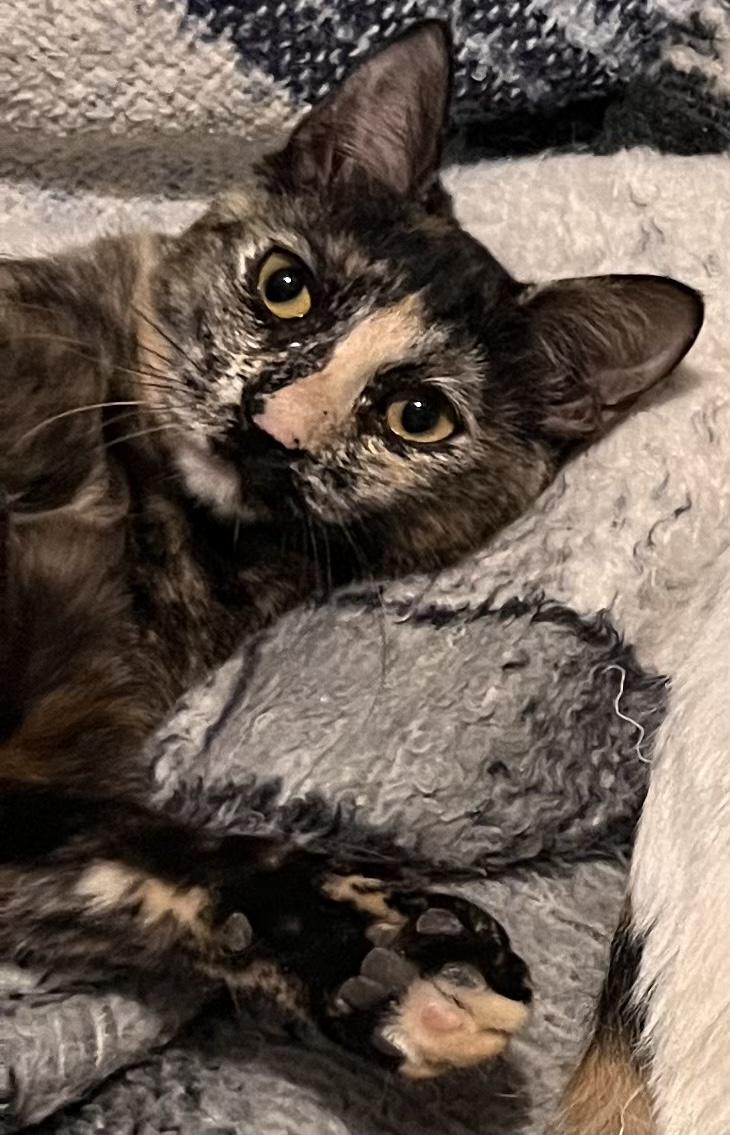 Raksha, Adoptable, Kitten Female Calico & American Shorthair.