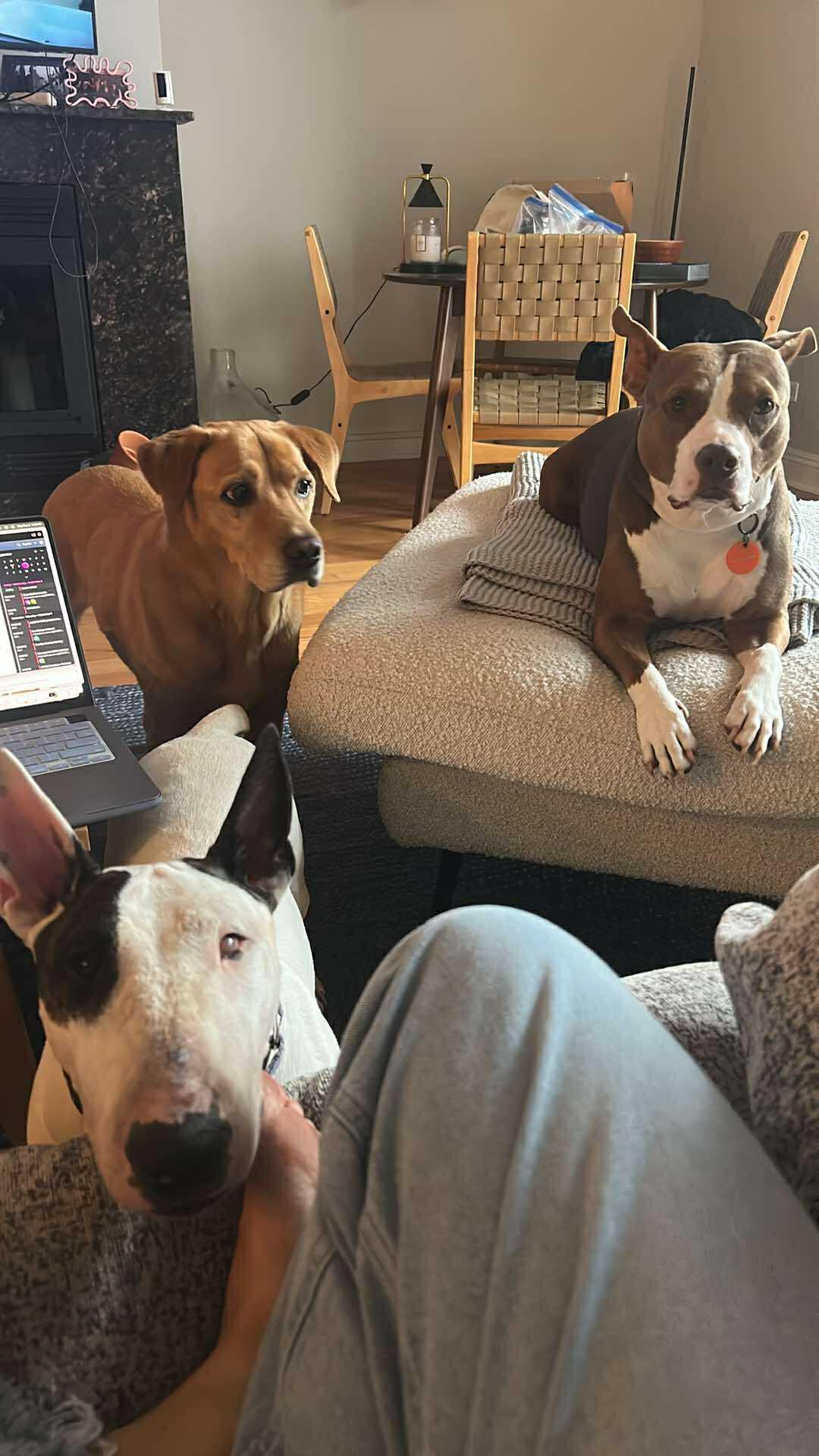 25-074-Aug Penelope One Eye aka Penny, Adoptable, Adult Female Bull Terrier.