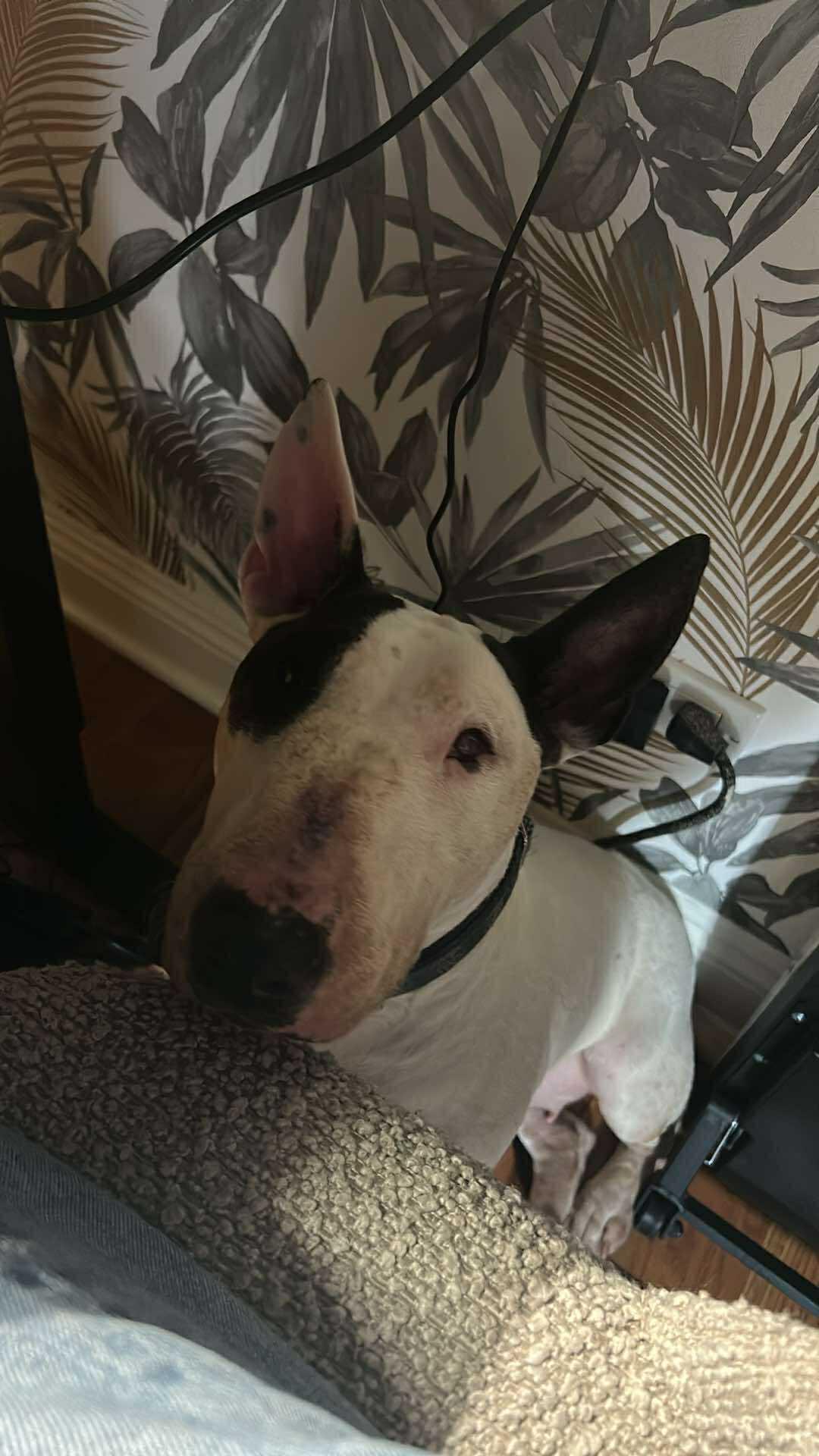 Enlarge 25-074-Aug Penelope One Eye aka Penny, a Adoptable Bull Terrier in Olmsted Falls, OH image 2/6